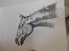 Stage dessin, lâ€™art du dessin animalier - suite