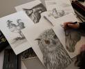 Stage dessin, lâ€™art du dessin animalier - suite