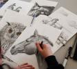 Stage dessin, lâ€™art du dessin animalier - suite
